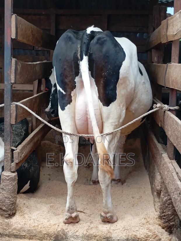 High Yielders - thumbnail 4