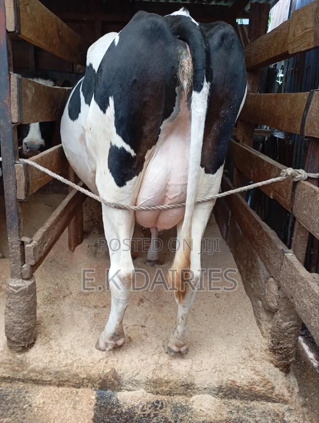 High Yielders - thumbnail 5