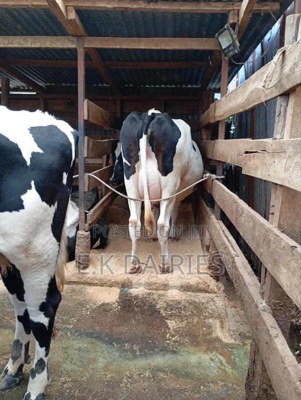 High Yielders - thumbnail 6