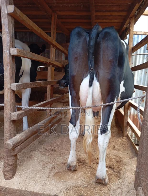 High Yielders - thumbnail 7