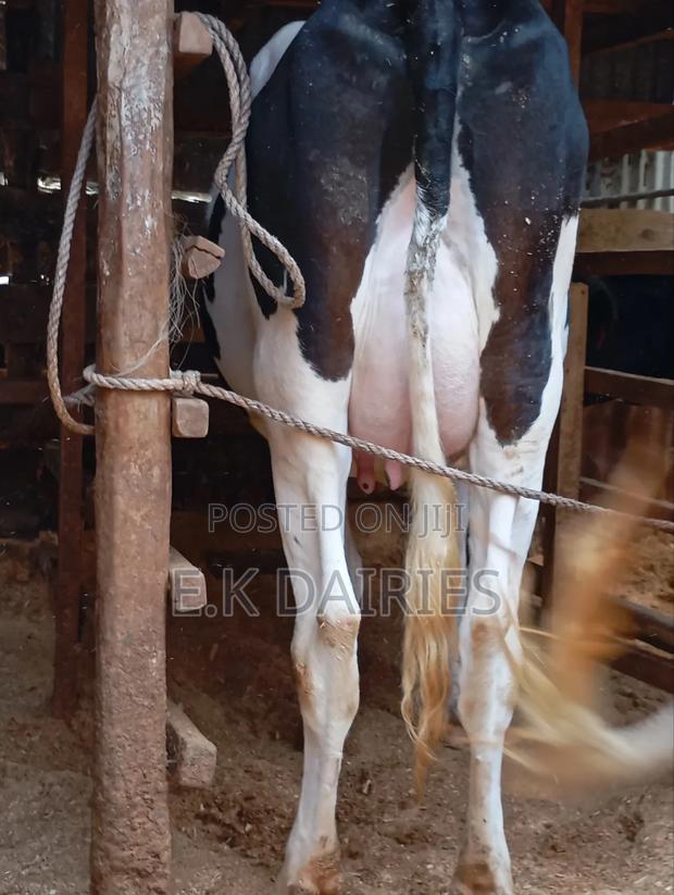 High Yielders - thumbnail 8