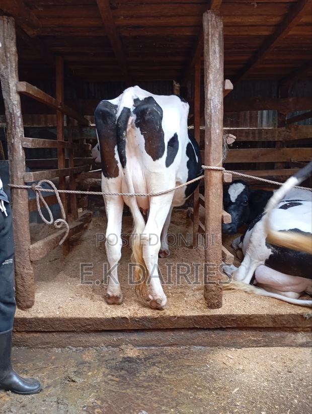 High Yielders - thumbnail 9