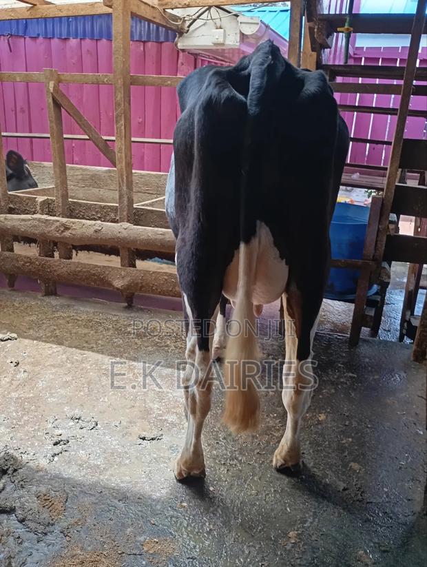 High Yielders - thumbnail 10