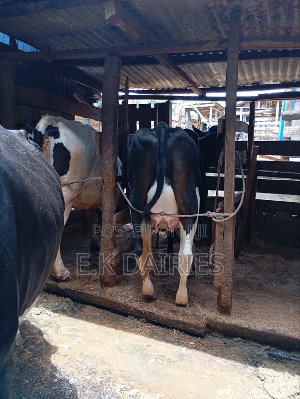 High Yielders - thumbnail 11