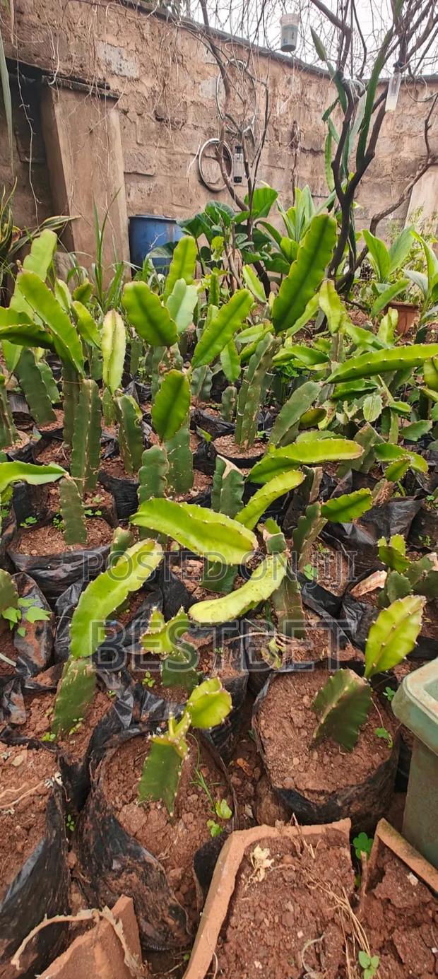 Dragon Fruits Seedlings