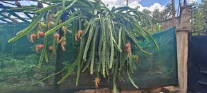 Dragon Fruits Seedlings