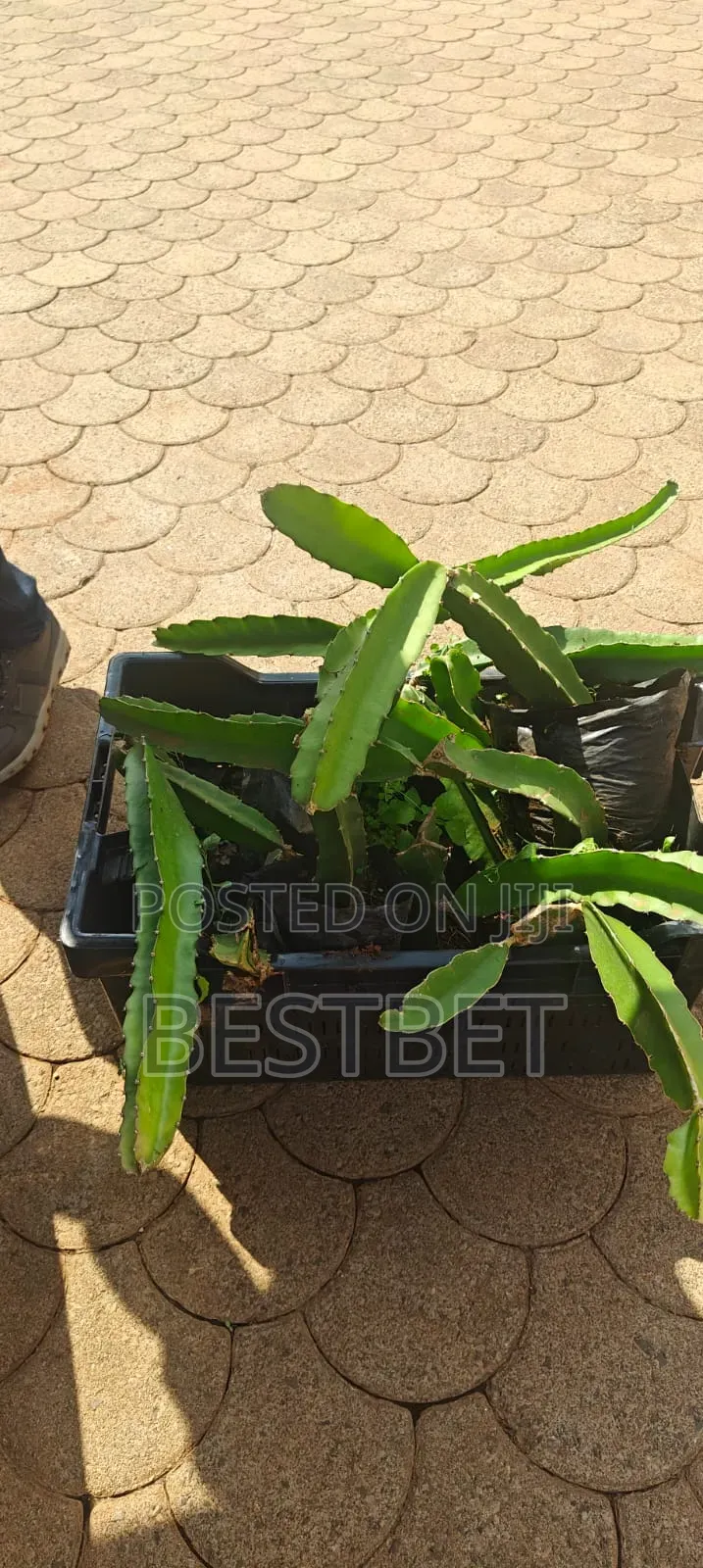 Dragon Fruits Seedlings
