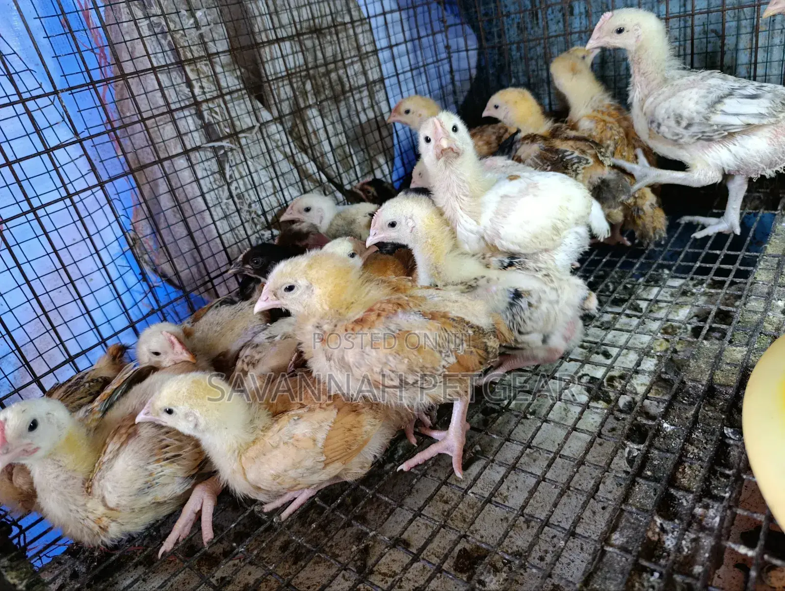2 Weeks Old Sasso F1 Chicks Silverlands Tanzania
