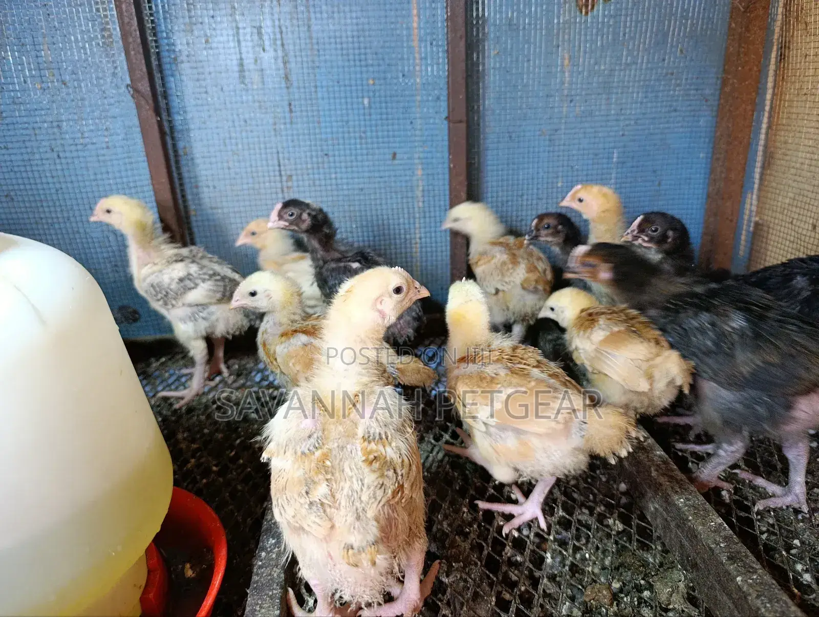 2 Weeks Old Sasso F1 Chicks Silverlands Tanzania