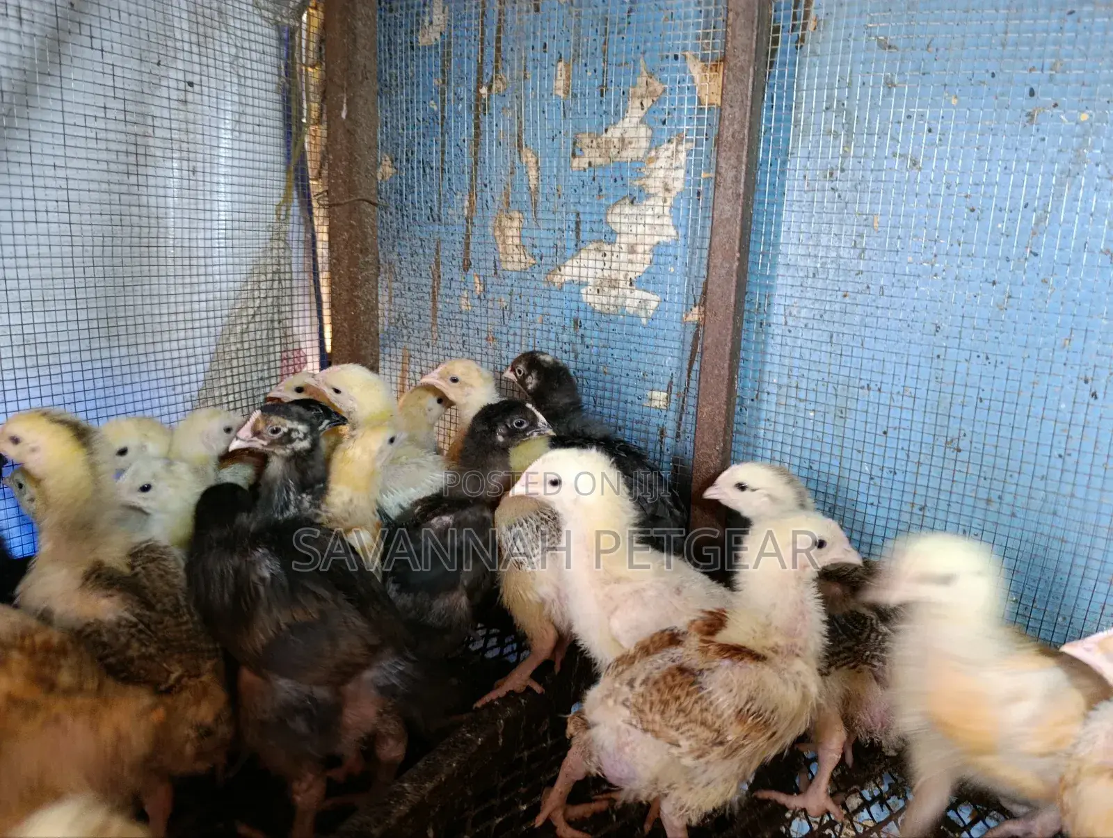 2 Weeks Old Sasso F1 Chicks Silverlands Tanzania
