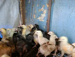 2 Weeks Old Sasso F1 Chicks Silverlands Tanzania