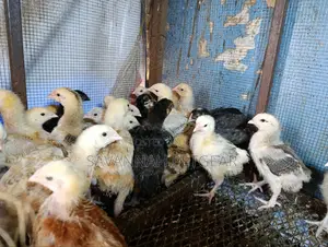 2 Weeks Old Sasso F1 Chicks Silverlands Tanzania