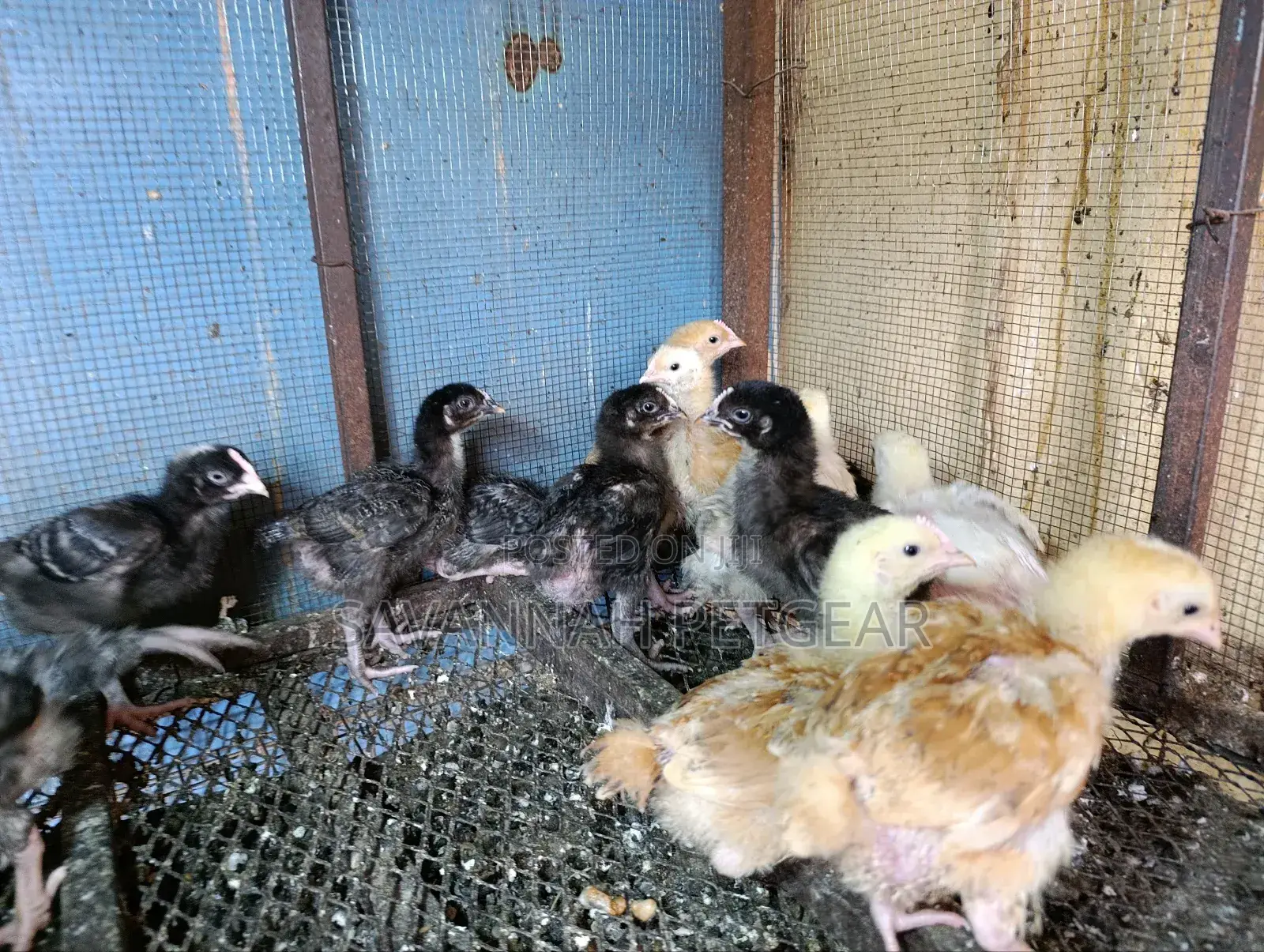 2 Weeks Old Sasso F1 Chicks Silverlands Tanzania