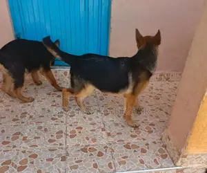 3-6 months Male Purebred German Shepherd