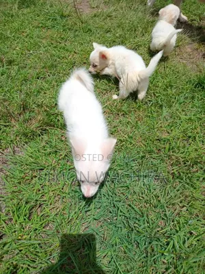 1-3 months Male Purebred Japanese Spitz