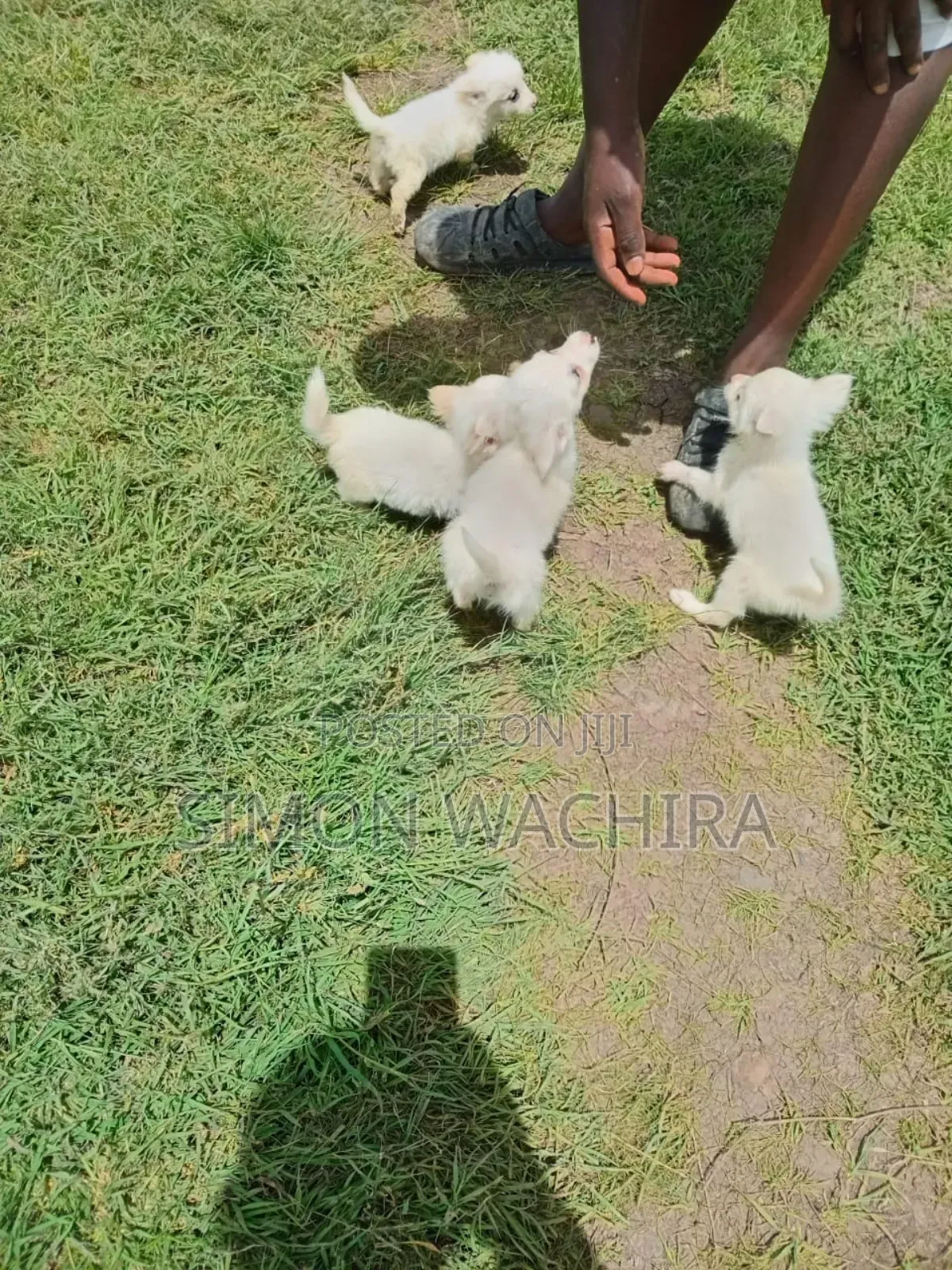 1-3 months Male Purebred Japanese Spitz