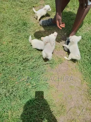 1-3 months Male Purebred Japanese Spitz