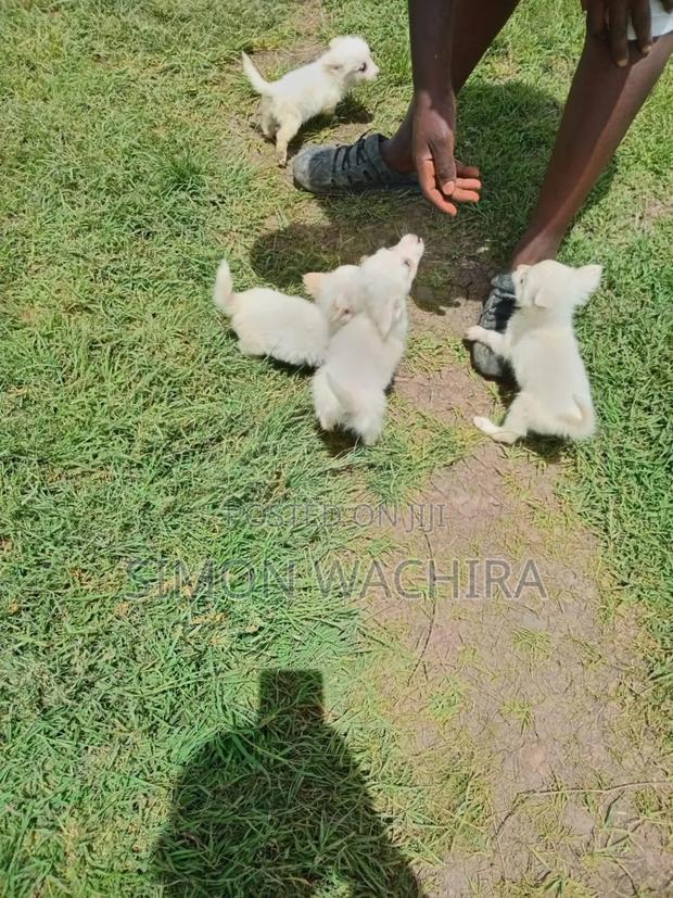 1-3 months Male Purebred Japanese Spitz - thumbnail 3