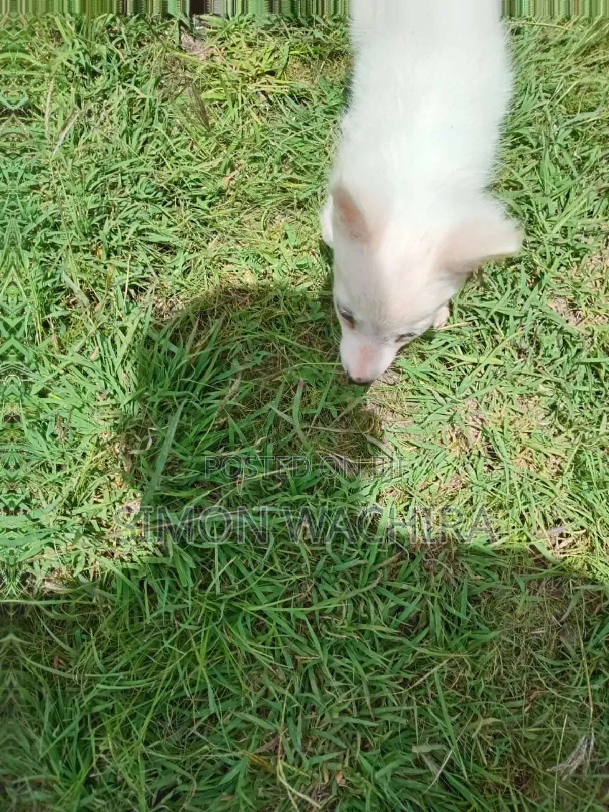 1-3 months Male Purebred Japanese Spitz