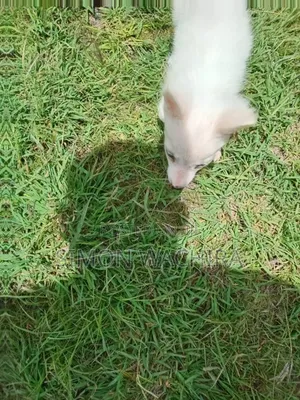 1-3 months Male Purebred Japanese Spitz