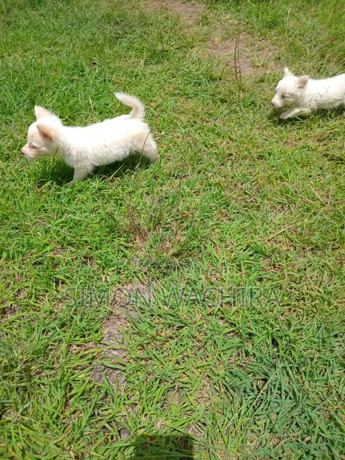 1-3 months Male Purebred Japanese Spitz