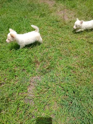 1-3 months Male Purebred Japanese Spitz
