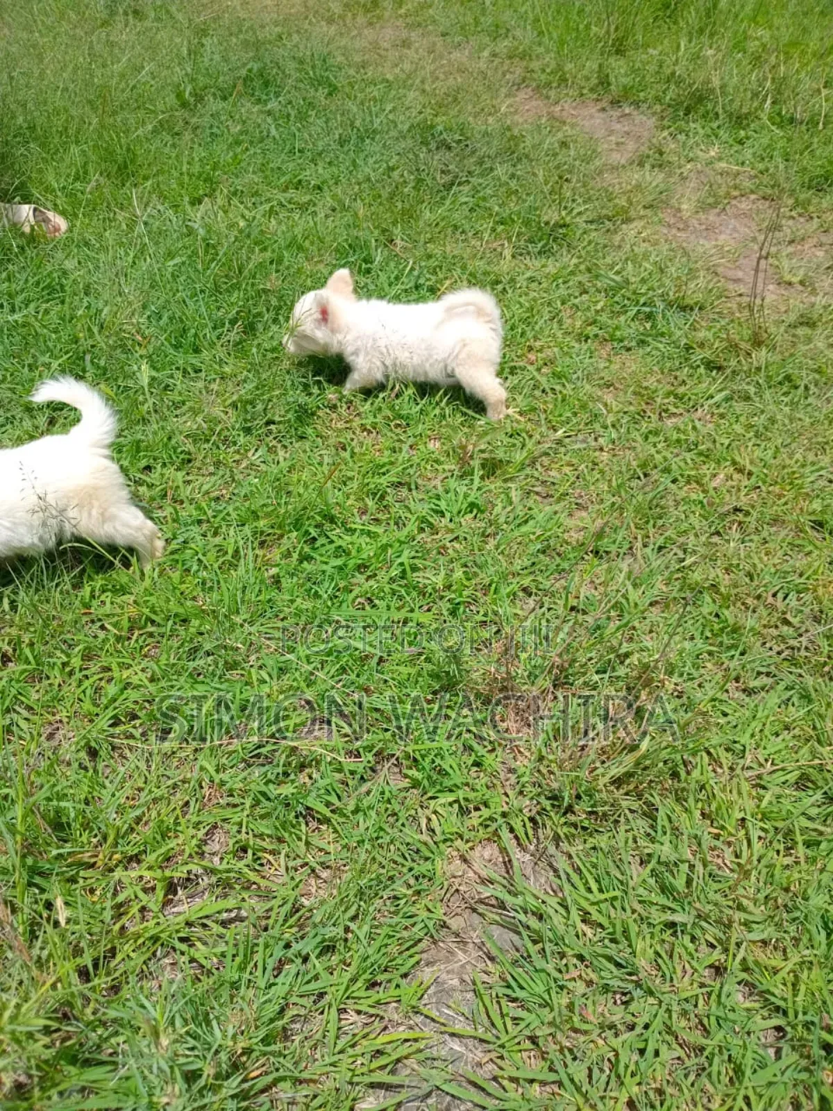 1-3 months Male Purebred Japanese Spitz