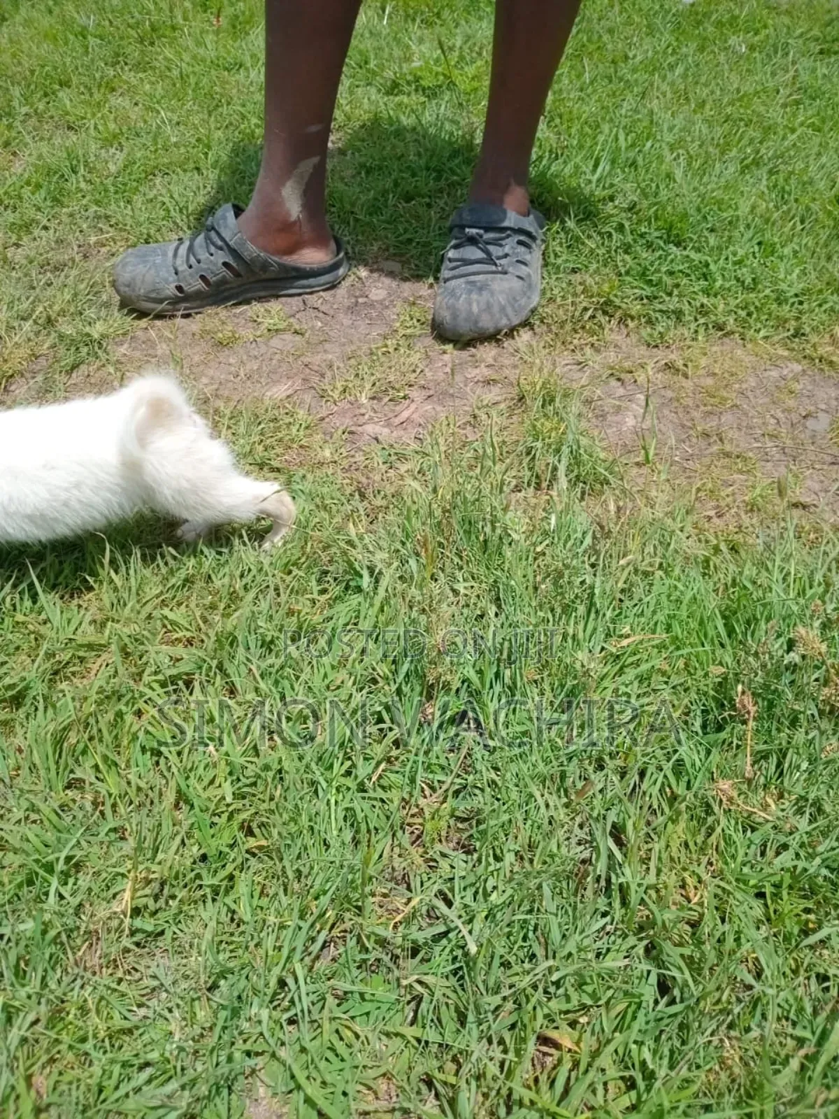 1-3 months Male Purebred Japanese Spitz