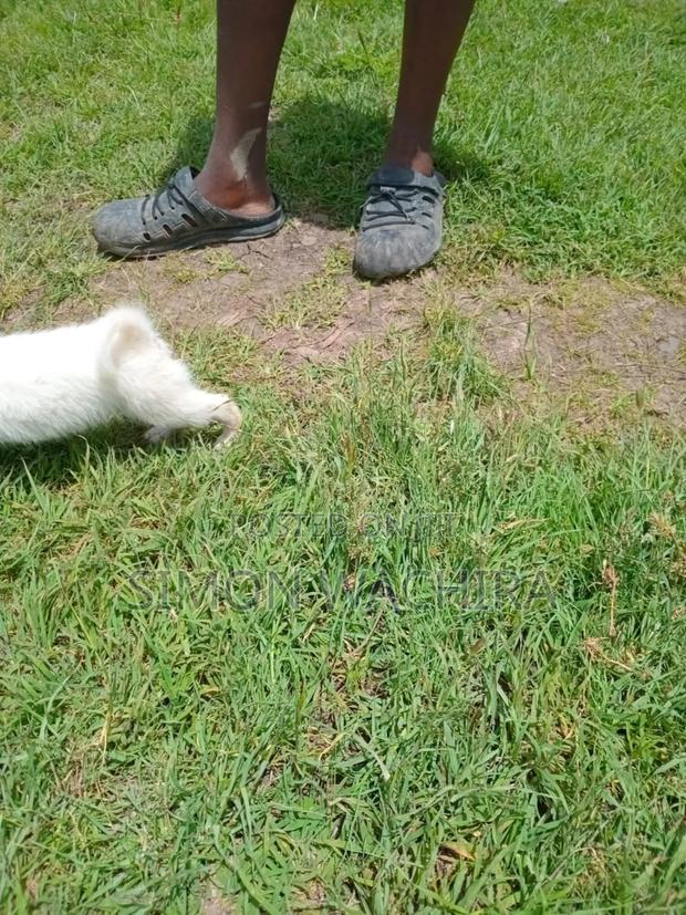 1-3 months Male Purebred Japanese Spitz - thumbnail 7