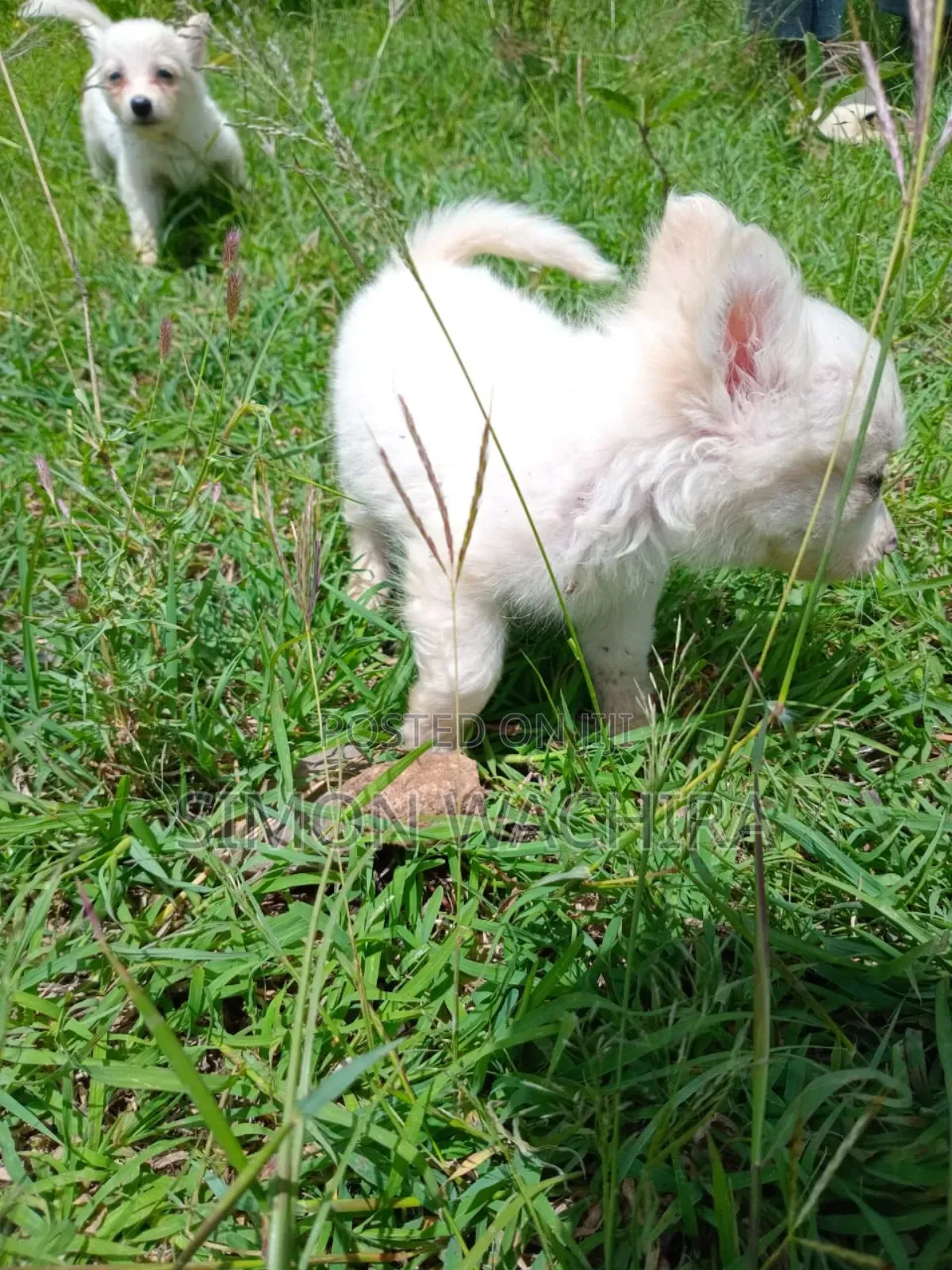 1-3 months Male Purebred Japanese Spitz