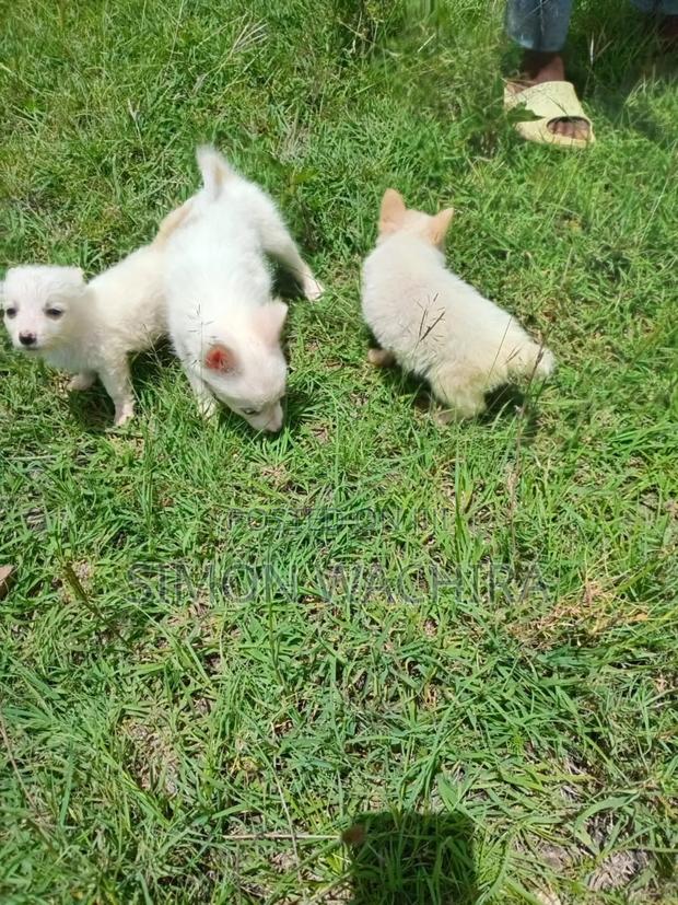 1-3 months Male Purebred Japanese Spitz - thumbnail 9
