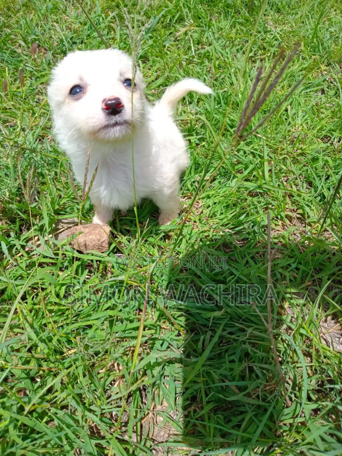 1-3 months Male Purebred Japanese Spitz
