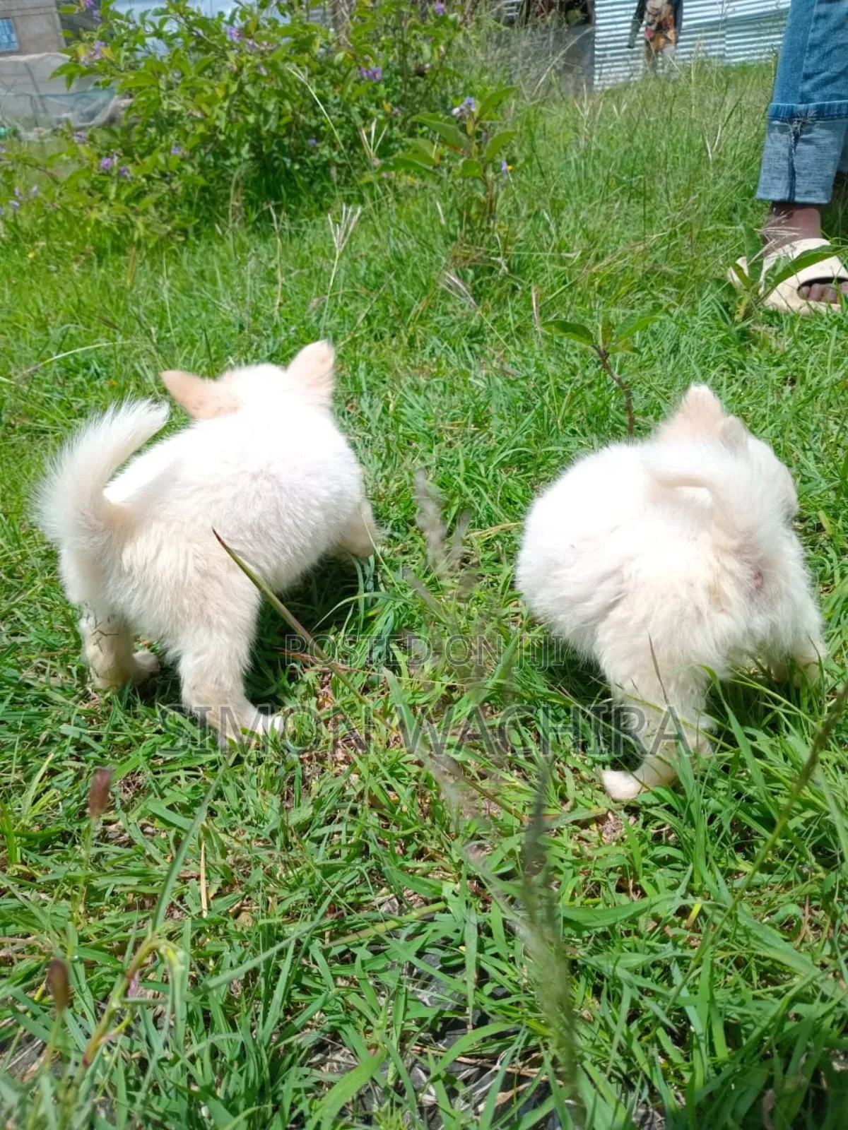 1-3 months Male Purebred Japanese Spitz