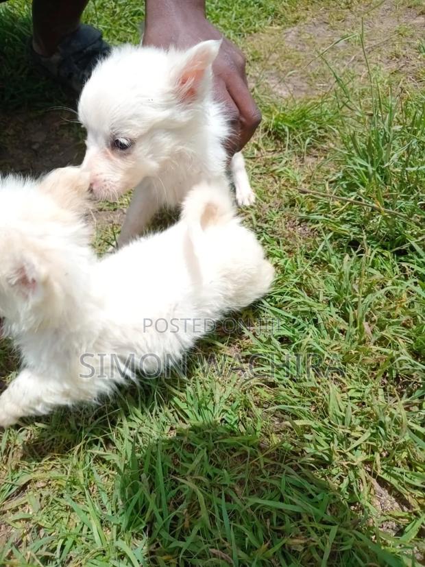 1-3 months Male Purebred Japanese Spitz - thumbnail 12