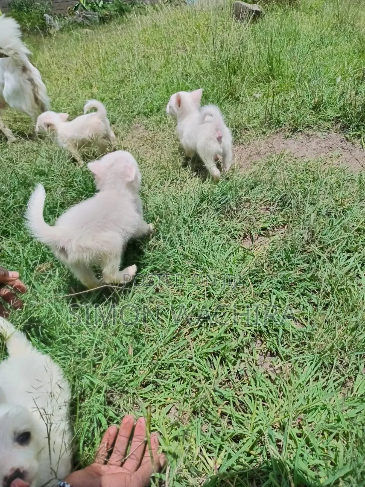 1-3 months Male Purebred Japanese Spitz
