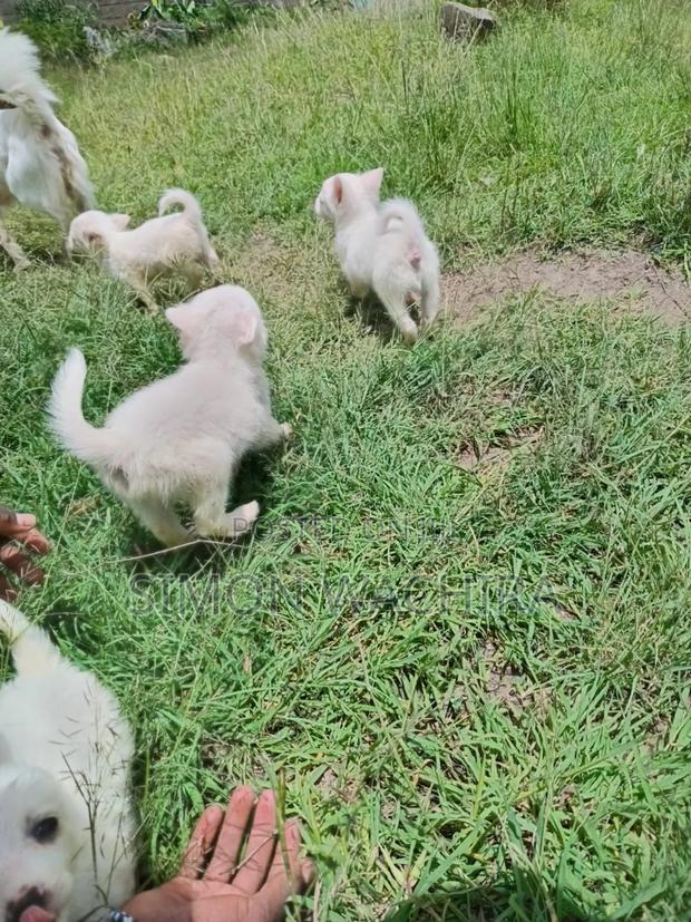 1-3 months Male Purebred Japanese Spitz - thumbnail 13