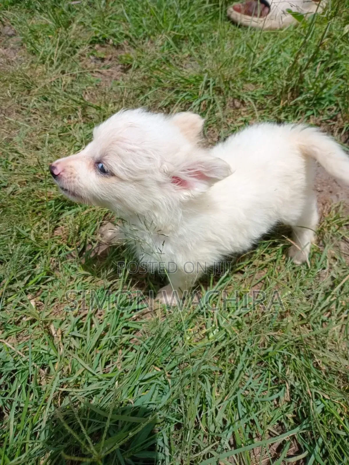 1-3 months Male Purebred Japanese Spitz
