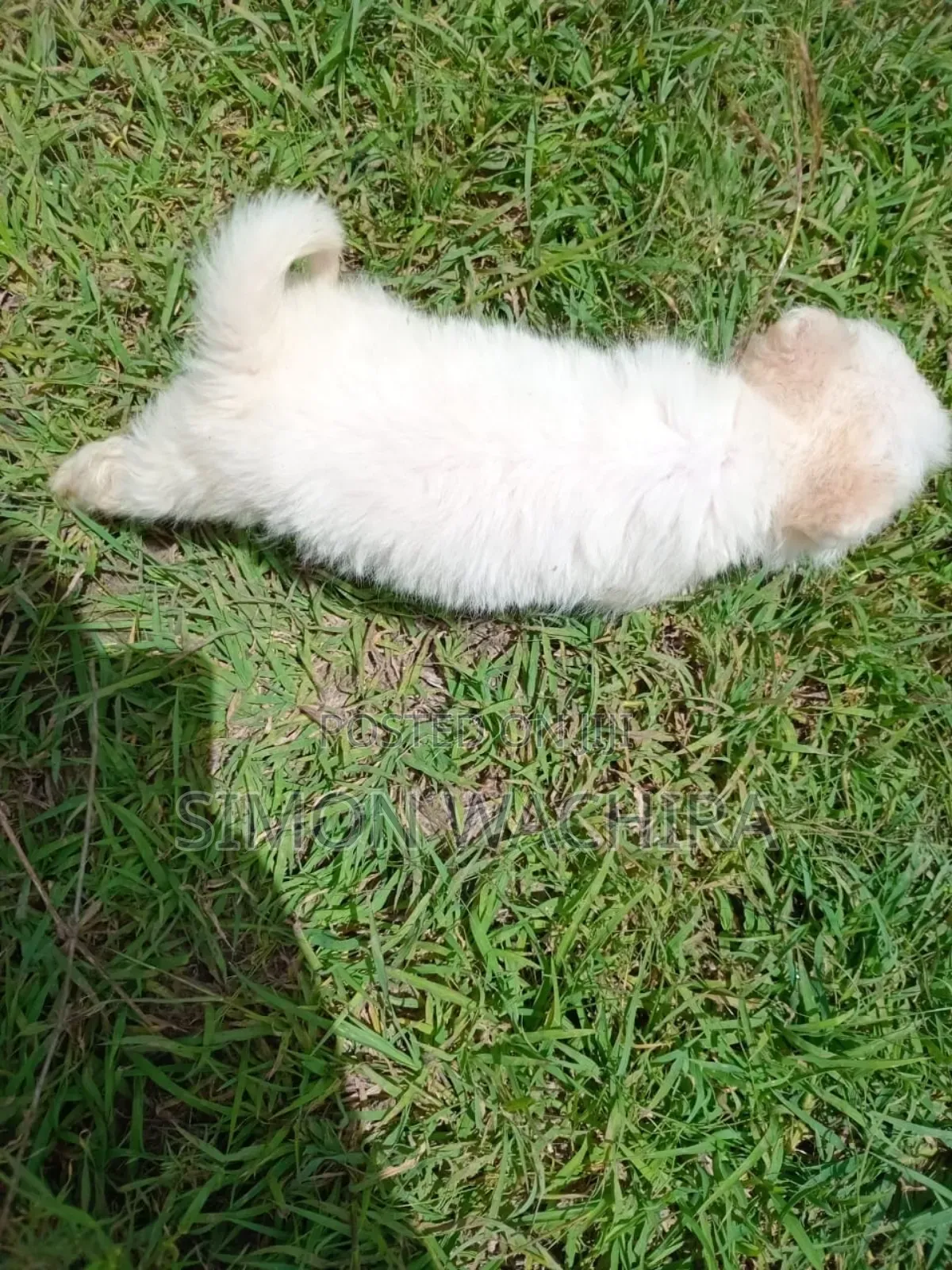 1-3 months Male Purebred Japanese Spitz