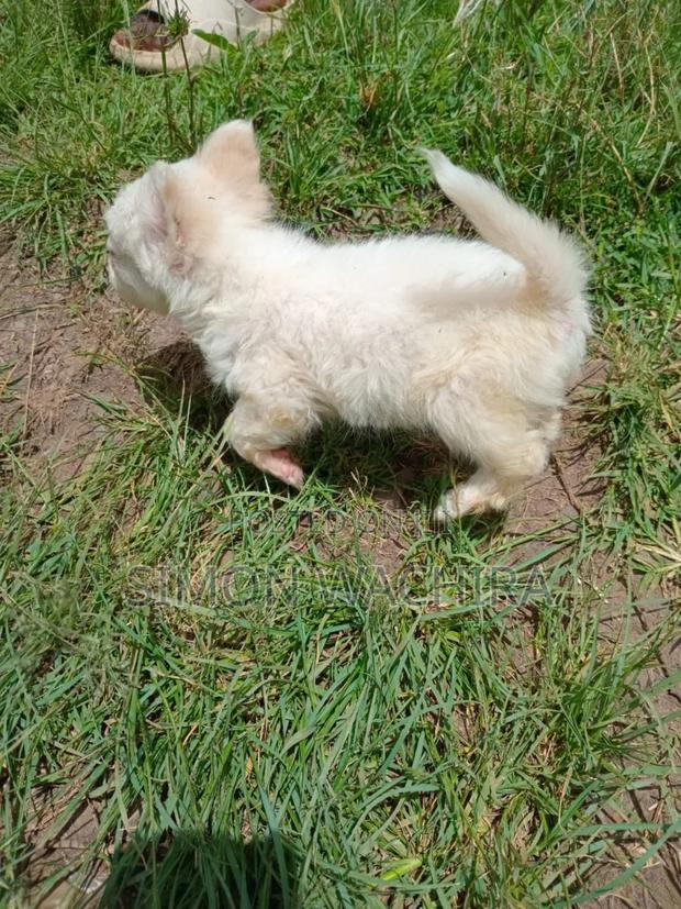 1-3 months Male Purebred Japanese Spitz - thumbnail 16