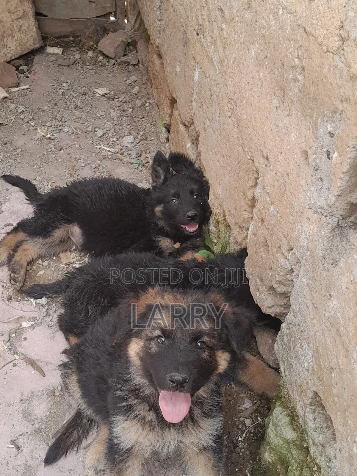 1-3 months Male Purebred German Shepherd
