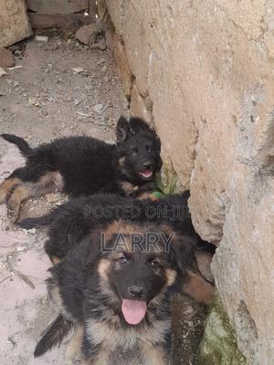 1-3 months Male Purebred German Shepherd - thumbnail 2