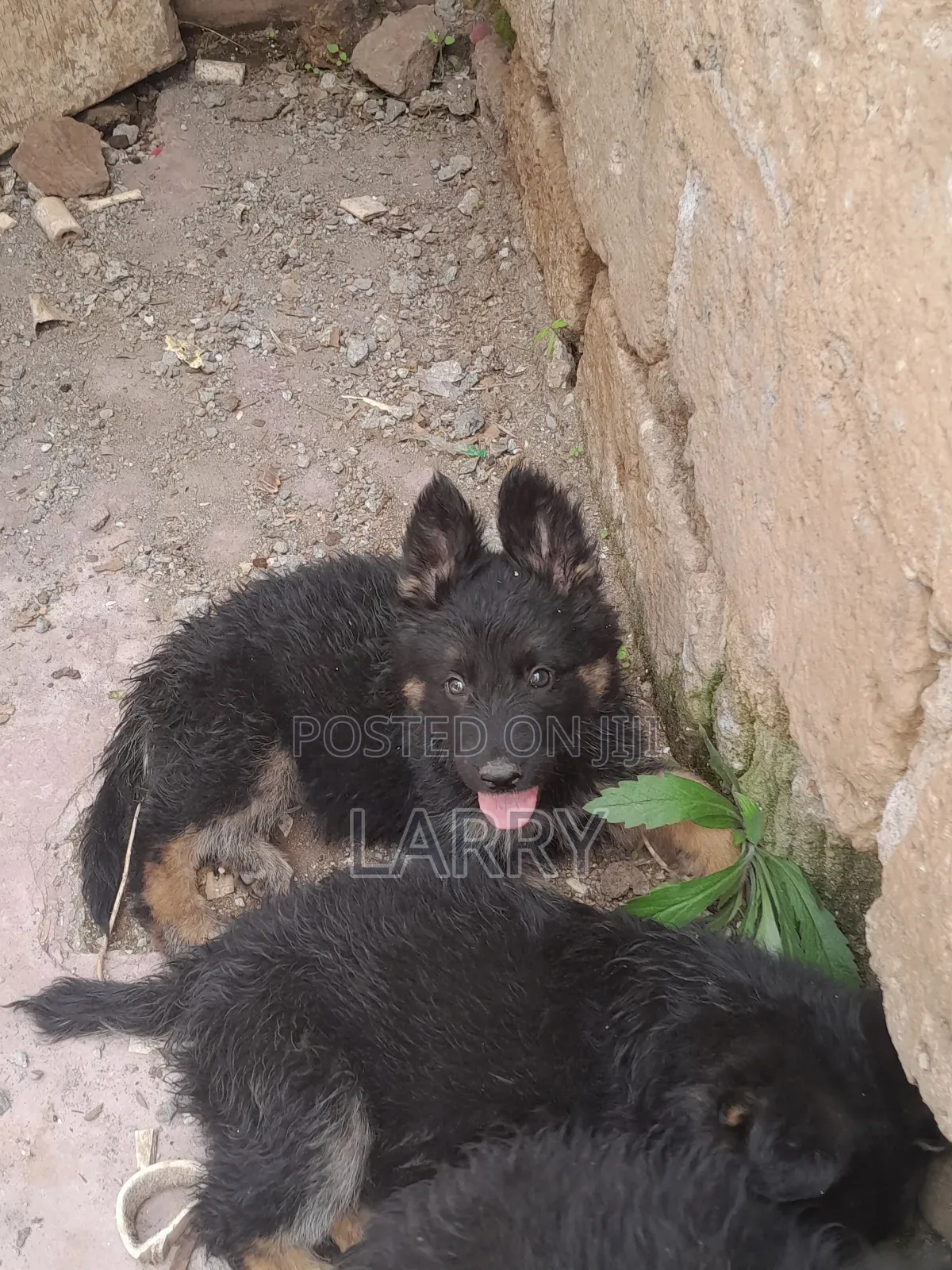 1-3 months Male Purebred German Shepherd