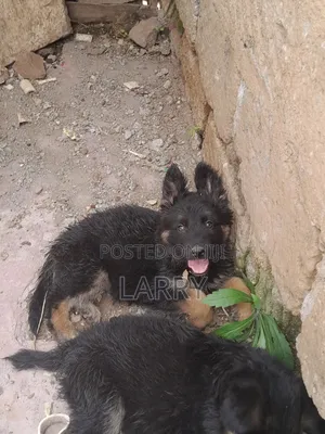 1-3 months Male Purebred German Shepherd