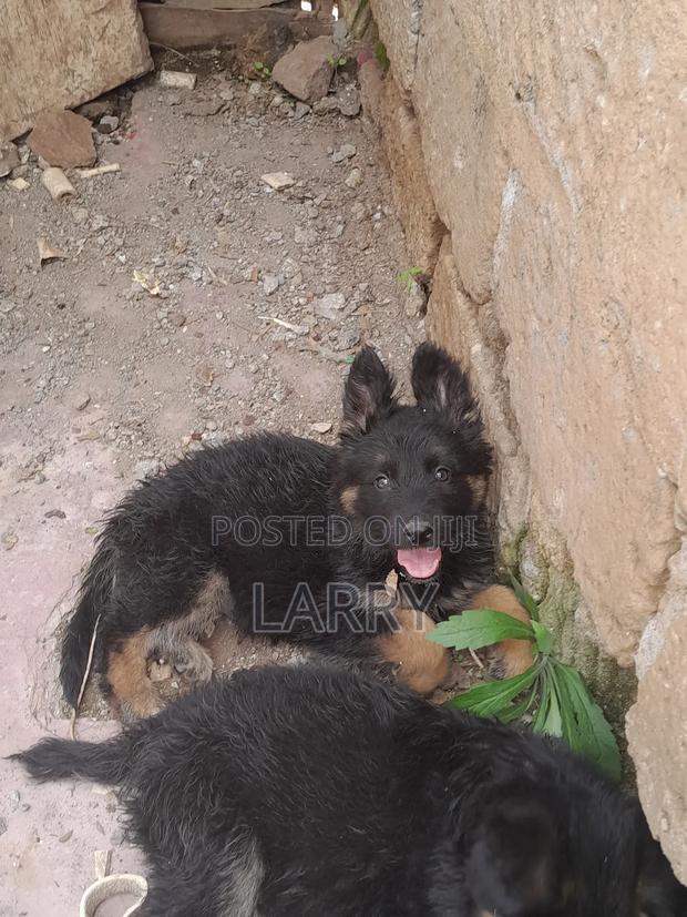 1-3 months Male Purebred German Shepherd - thumbnail 4