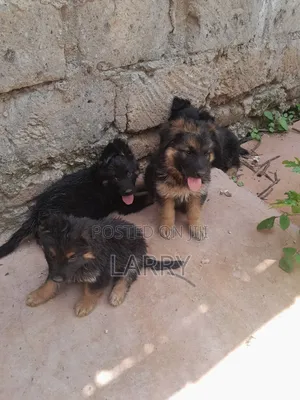 1-3 months Male Purebred German Shepherd