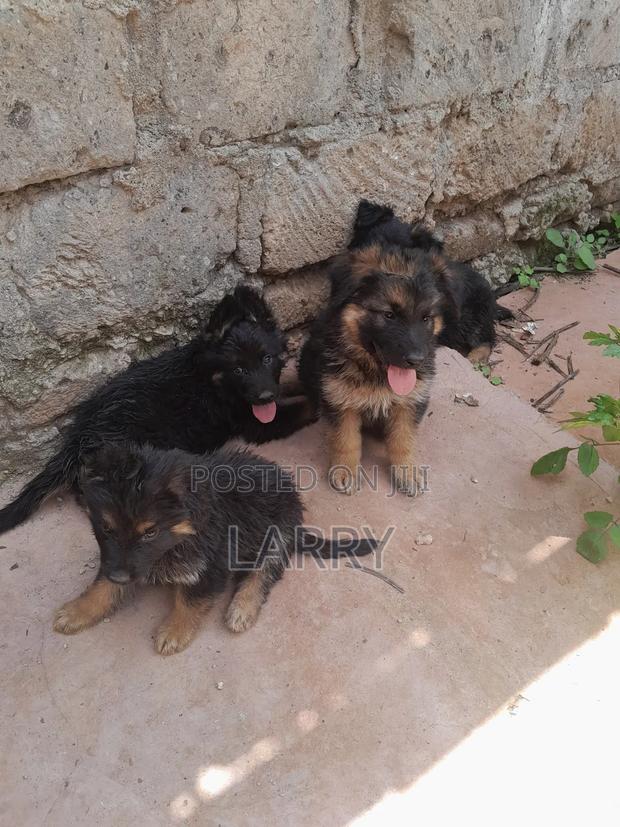 1-3 months Male Purebred German Shepherd - thumbnail 5