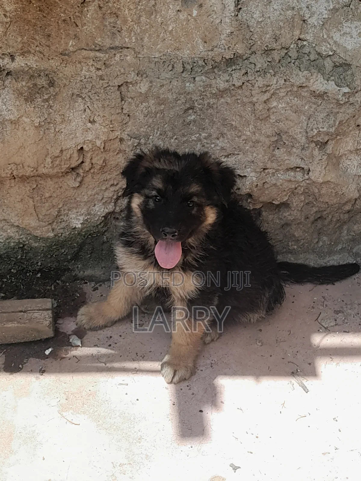 1-3 months Male Purebred German Shepherd
