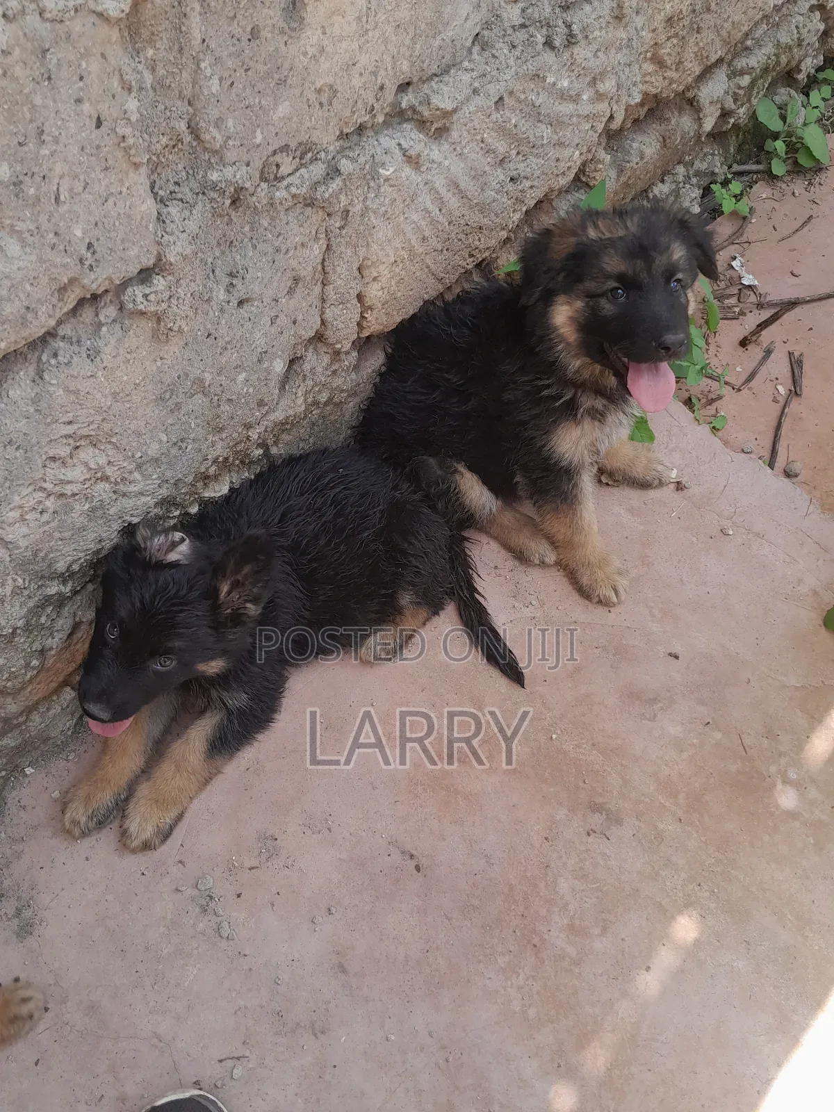 1-3 months Male Purebred German Shepherd