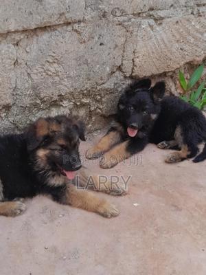 1-3 months Male Purebred German Shepherd - thumbnail 2
