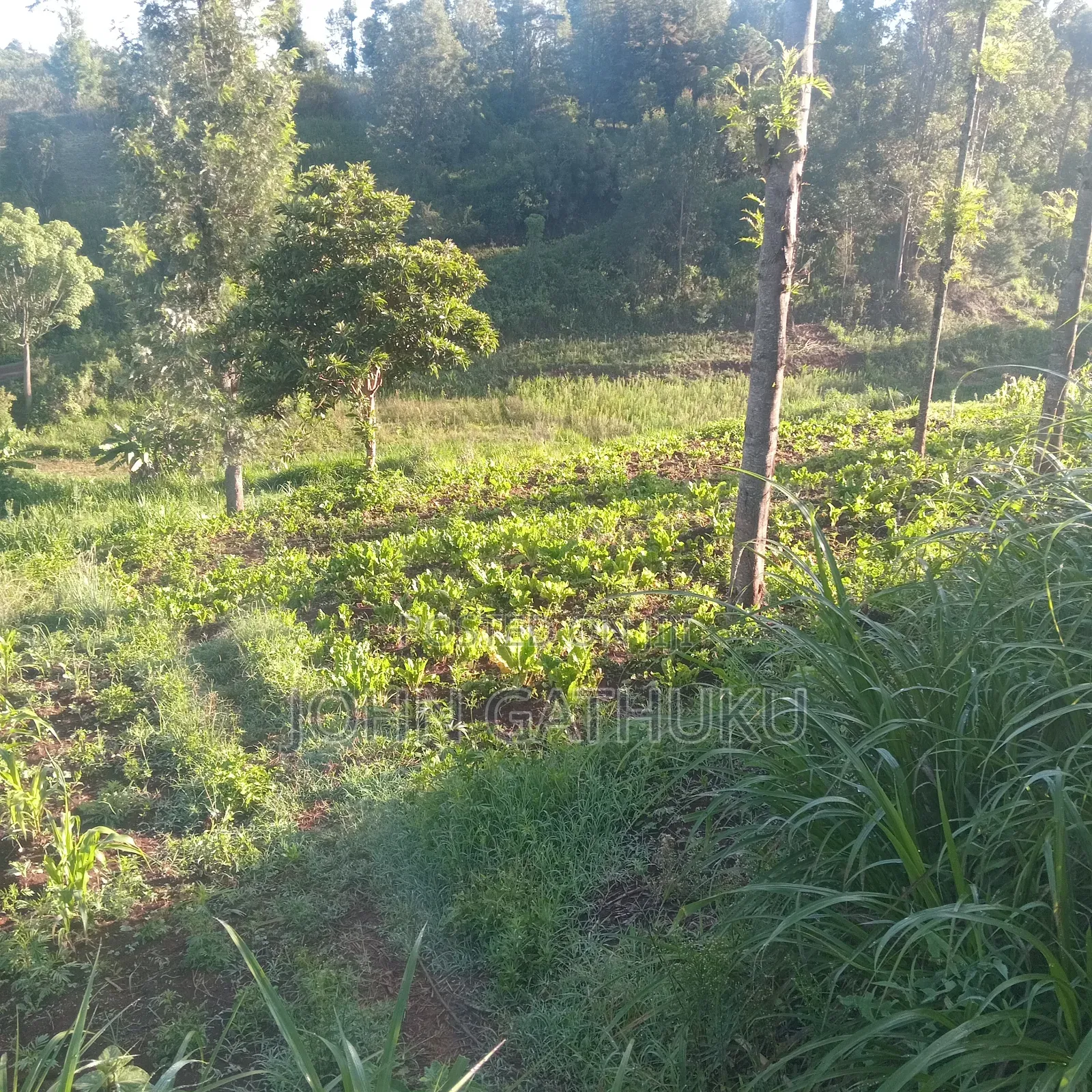 Bodeni Amboni Land 4 Sale